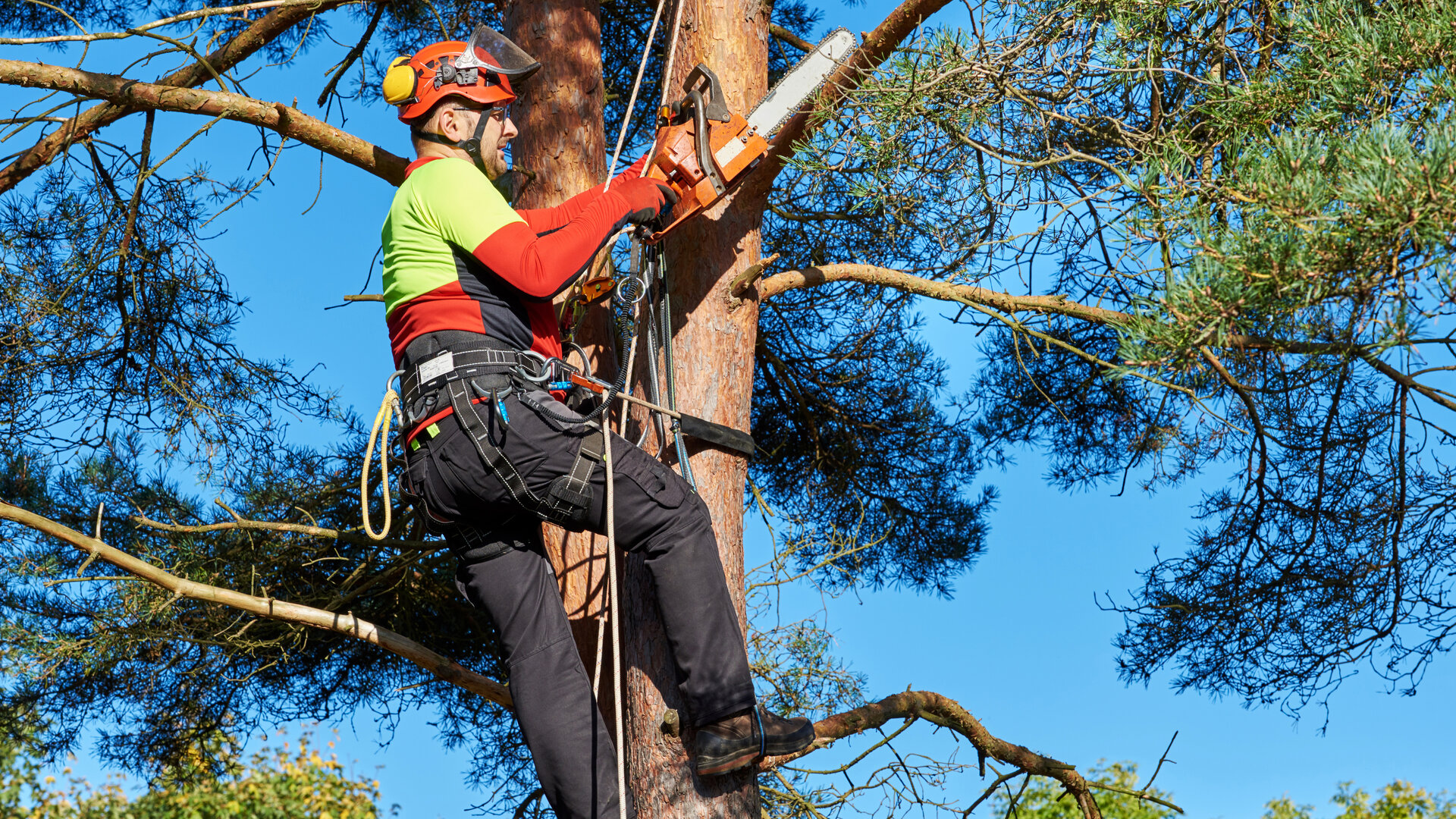 Tree Services